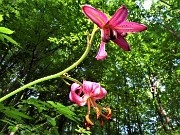 16 Lilium martagon (Giglio martagone)